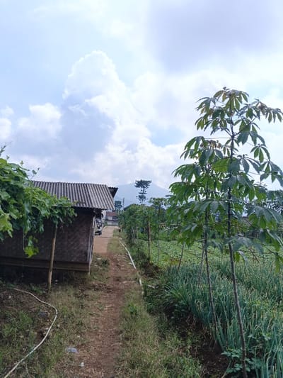 A rural scene presents a dirt path flanked by a weathered, hut-like structure with a corrugated roof on the left, and a vibrant garden on the right. Tall green trees with large leaves stand amidst rows of onion crops. In the distance, a mountain is visible under a sky filled with puffy white clouds. A small vehicle is parked near other buildings in the background. A white hose lies on the grassy area beside the path.