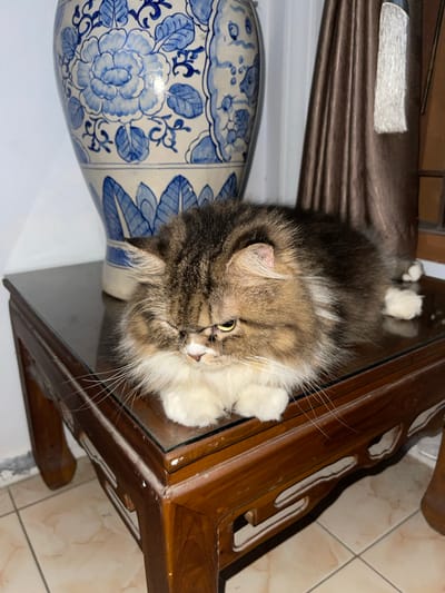 A fluffy, long-haired cat with brown and white fur is loafing on a dark, polished wooden side table with a glass top. The cat has yellow eyes and white paws. Behind the cat, to the left, is a large blue and white porcelain vase decorated with floral patterns. To the right of the cat, a brown curtain hangs. The side table is positioned on a tiled floor. The scene appears to be indoors.