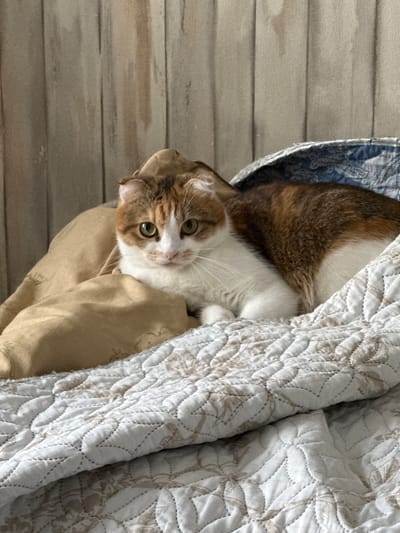A calico cat with folded ears is lying on a bed in a room. The cat is mostly white with patches of orange and brown. It is looking directly at the camera with green eyes. The bed is covered with a white quilted comforter and a tan pillow is behind the cat. In the background, there is a wall with vertical wooden panels. The scene appears to be indoors, likely in a domestic setting in Столбище, Russia.
