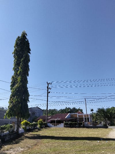 A tall, slender tree stands prominently against a clear blue sky, adjacent to a power pole. Houses with red and white roofs are visible in the background, partially obscured by lush greenery. The scene is framed by a grassy area in the foreground. Power lines stretch across the frame, adding to the suburban landscape.