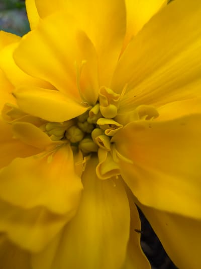 A close-up, macro shot reveals the intricate details of a vibrant yellow flower. The petals are broad and gently curved, with a soft, velvety texture. In the center of the flower, a cluster of stamens and pistils are visible, appearing as small, delicate structures. The lighting casts subtle shadows, highlighting the contours and depths of the petals. A tiny insect, possibly a thrips, can be observed on one of the petals, adding a touch of scale and detail to the composition. The background is softly blurred, with hints of green foliage suggesting an outdoor setting. No people or human-made objects are present in the immediate vicinity of the flower. The location is unknown, and therefore cannot be specified for Blagoveshchenskoe, Russia.
