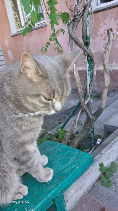 In this overhead shot, a gray tabby cat is nestled on a weathered, teal-colored wooden bench. The cat's fur displays distinct dark stripes. Its paws are visible, extended slightly forward. The bench is positioned outdoors, suggesting a daytime setting. In the background, a rustic scene unfolds with a pink-hued building, possibly an older structure, with a window and a radiator visible on the left. A thick, gnarled vine with green leaves winds its way across the frame, adding a touch of nature to the urban environment. The ground appears to be paved with gray and reddish-brown bricks, and there are some green plants scattered about. The overall impression is one of a relaxed moment, perhaps in a backyard or a quiet urban corner. The visible text "Galaxy A26 5G" indicates the device used to capture the image. The location context suggests this scene is in Mohyliv-Podilskyi, Ukraine.
