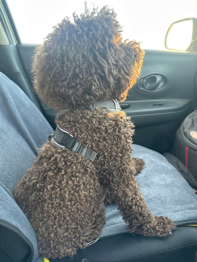 The image shows a brown, curly-haired dog, likely a poodle mix, sitting in the passenger seat of a car. The dog is wearing a gray harness with a black buckle. Sunlight streams in from the left side of the image, illuminating the dog's fur and creating a strong backlight effect. The interior of the car is visible, including a portion of the dashboard, a side mirror, and a dark bag or backpack in the background. The dog is facing away from the camera, with its head turned slightly to the left. Its body is positioned sideways on the car seat, and one of its paws is resting on the edge of the seat. The overall mood of the image is calm, suggesting the dog is either resting or waiting patiently during a car ride. The bright sunlight indicates it is daytime, likely morning or afternoon.