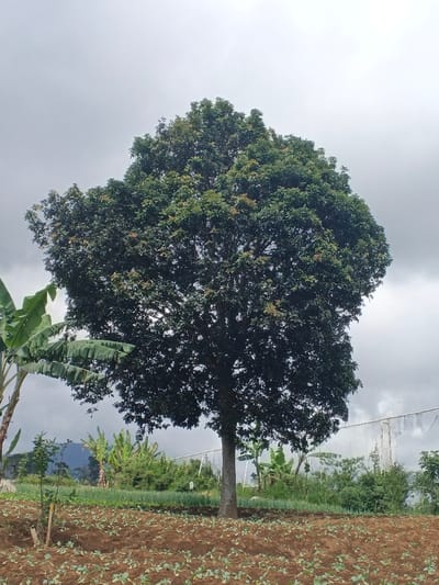 The image displays an agricultural landscape in the city of Đăk La, Vietnam, under a uniformly overcast sky. A large tree with a dense, green canopy and a light-colored trunk stands centrally in the frame, rooted in tilled, reddish-brown soil. The immediate foreground is covered with numerous small, green plant sprouts. To the left, partial views of several banana plants with large, light-green leaves are visible, along with a small sapling supported by a thin wooden stake. In the mid-background, a band of greener vegetation is present, transitioning into a long, white, net-like agricultural structure extending horizontally. Distant mountain ranges are faintly visible beneath the grey cloud cover. No individuals, active subjects, or specific interactions are depicted.