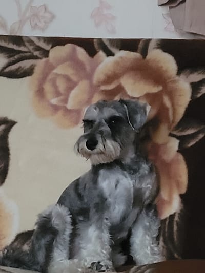 A small, grey dog, likely a Schnauzer, is depicted lying on its back or side on a floral-patterned blanket. The dog's fur is wiry and grey, with darker areas around its face and lighter tones on its belly. Its mouth is slightly open, suggesting it is resting or sleeping soundly and peacefully. The blanket features prominent, large roses in shades of light brown and peach, interspersed with dark green or brown leaves, against a darker background. To the left of the blanket, a lighter, possibly white or cream-colored surface with subtle pink floral patterns is visible, which could be a bed sheet or another piece of bedding. The scene is indoors, creating a cozy and relaxed atmosphere. There is no visible text. This image was captured in Šilutė, Lithuania.