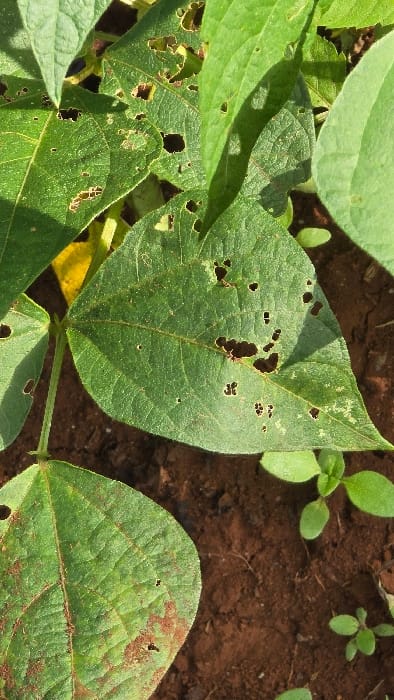 The image captures a close-up view of several green plants, likely common beans or soybeans, growing in brown soil in Shimbi Mashariki, Tanzania. The scene appears to be an agricultural field or garden bed, illuminated by bright daylight.
The most prominent feature is the condition of the plant leaves. Multiple leaves display significant damage, characterized by numerous, irregularly shaped holes of varying sizes, indicative of insect feeding or defoliation. The central leaf is particularly affected, with several large perforations. Additionally, some leaves, especially one in the lower right, exhibit reddish-brown discoloration and irregular spots, which could suggest disease or other environmental stress.
Smaller, light green plants, possibly weeds, are visible sprouting from the brown soil in the background and between the larger plant foliage. No human activity is depicted, nor is there any visible text in the image.