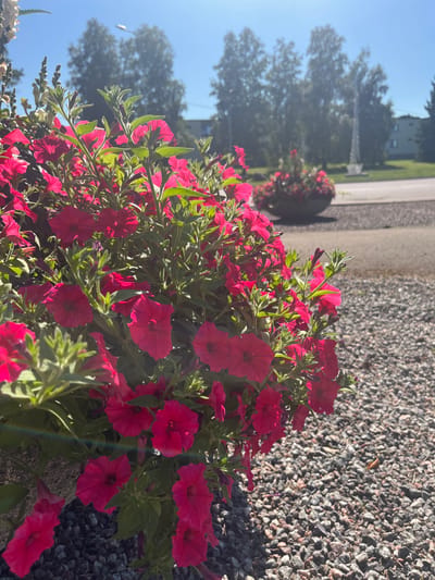 The image depicts a close-up view of vibrant pink petunias in a planter, with a blurred background suggesting an outdoor setting. The planter is filled with the lush, blooming flowers and green foliage. In the background, several tall trees are visible, with some buildings and a street or pathway. There is also another planter with flowers in the distance. The ground is covered in small, dark gray gravel. The sky is a clear blue. The overall impression is a sunny day in a well-maintained outdoor space, likely a public area such as a park or street in the city of Toila, Estonia. No people are visible in the image.