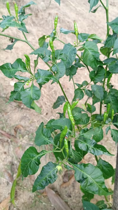A close-up, eye-level shot shows a pepper plant with developing green chili peppers and leaves. The plant is positioned outdoors, with dry, sandy soil visible in the background. There are no people or other animals present. The image appears to be taken in a garden or field setting in the city of Cotjrat, Indonesia. The lighting is natural, suggesting it was taken during the day.