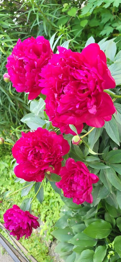 This is a close-up, vertical, eye-level, full-shot photograph of multiple bright pink peonies in bloom, set against a backdrop of lush green foliage. The peonies are the primary subjects, with their dense, ruffled petals filling much of the frame. Several fully open flowers are visible, along with a few buds. The leaves of the peony plants are a deep green and appear healthy. In the background, out-of-focus greenery suggests a garden setting. The overall impression is one of vibrant floral beauty. The image location is not specified in the provided data.