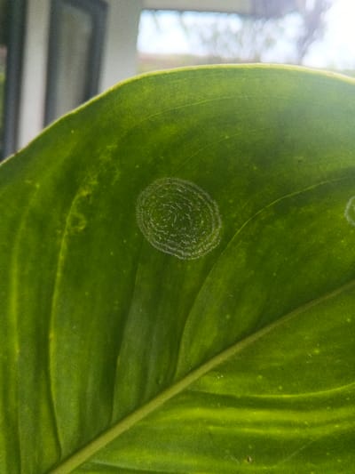 The image displays a detailed close-up of a vibrant green leaf, occupying most of the frame. A prominent central vein runs diagonally from the lower right to the upper left, with discernible secondary veins branching across the leaf surface. On the upper-left portion of the leaf, a distinct circular pattern, approximately 2 cm in diameter, composed of light-colored material or discoloration, is present, featuring multiple concentric rings. A fainter, incomplete circular mark is also visible towards the upper-right edge. The leaf exhibits minor textural variations and subtle lighter patches. The background is significantly blurred, revealing indistinct bright light and amorphous shapes, consistent with an outdoor view or a brightly lit interior. No individuals or identifiable objects other than the leaf are depicted. The scene is situated in Kon Tum, Vietnam.