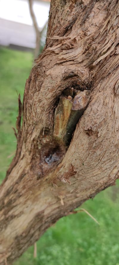 The image is a close-up, eye-level shot of a tree trunk in Ангелово Клубная Резиденция, Russia. The focus is on a deep, irregular cavity in the bark, revealing exposed wood within. The wood appears weathered and discolored, with some darker, possibly damp, areas in the bottom of the cavity. The bark itself is rough, dry, and peeling in places, with long, fibrous strips visible. The background is out of focus, showing a blurred green lawn and a white structure, possibly a building. No people or animals are present in the image. The lighting appears natural, suggesting an outdoor setting during the day.