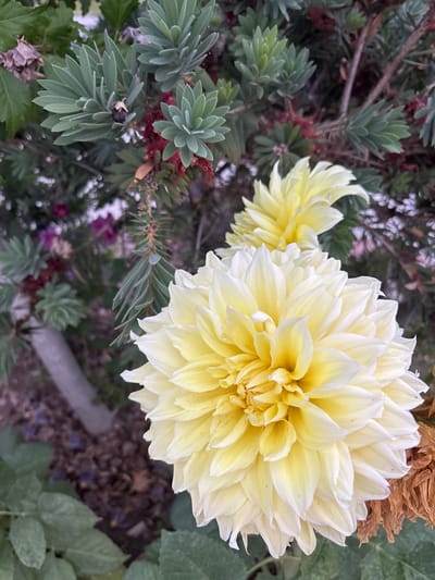 This is a close-up, high-angle shot of two pale yellow dahlia flowers. The flower in the foreground is larger and more in focus, showcasing its numerous, densely packed petals that spiral towards the center. The petals are a creamy white at the edges, transitioning to a soft yellow closer to the bloom's core. A dried, brown flowerhead is visible above and to the right of the main dahlia. To the left of the flowers, there is a dense cluster of grey-green, needle-like foliage, likely part of a shrub or bush, with some small, dark red buds or berries interspersed. The background is a blur of greens, browns, and purples, suggesting other plants and perhaps soil or a pathway. The lighting appears soft, indicating it could be overcast or late afternoon. There are no people or visible text. The overall impression is one of natural beauty and detailed floral texture, likely captured in a garden setting in Santa Clarita, USA.