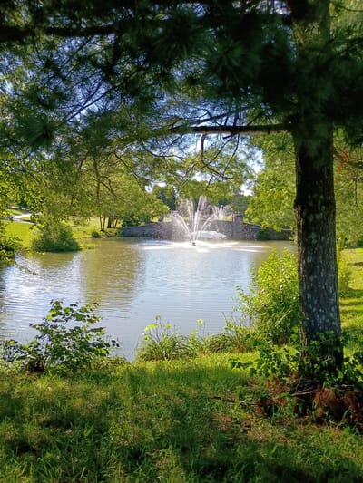 A serene park scene unfolds with a tranquil pond as the focal point, centrally featuring a fountain spraying water in a fine mist. A stone bridge arcs gracefully across the pond in the background. Lush green trees and grass surround the water, with the foreground dominated by the trunk of a large tree. The scene is bathed in the warm glow of sunlight, suggesting a clear, pleasant day. This image appears to be located in Midway, United States, likely a public park given its scenic and well-maintained appearance.