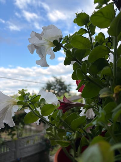 This is a close-up, low-angle outdoor shot of petunia plants with white and dark red flowers. The plants are in focus and positioned in the foreground, obscuring much of the background. The petunia flowers are delicate and trumpet-shaped, with some unfurling and others still in bud. The leaves are a vibrant green, velvety in texture, and appear to be slightly fuzzy. The plants are hanging, indicated by black chains visible in the upper right and center right of the frame.
Behind the plants, the background is blurred. A fence with decorative elements is visible in the mid-ground, suggesting a residential or garden setting. The sky above is a bright blue with scattered white clouds, indicating it is daytime and likely fair weather. A distant tree is visible, also out of focus. The overall scene evokes a sense of a calm, natural environment, possibly a balcony or garden. The location is specified as Dongaron, Russia.