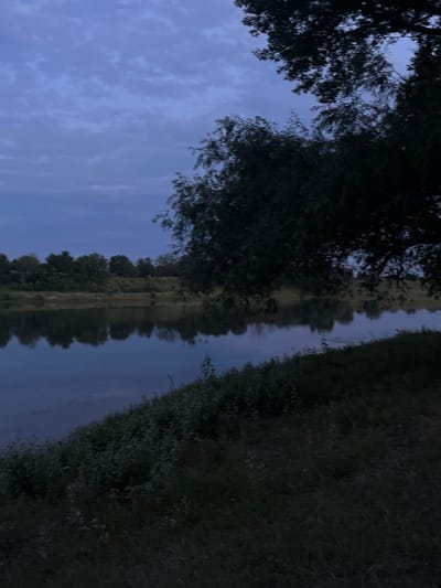 The image depicts a tranquil riverside scene at dusk in Coșnița, Moldova. A wide, calm river occupies the foreground and midground, reflecting the dusky blue sky and the silhouettes of trees and foliage lining the opposite bank. The sky is overcast with soft, diffused light. On the near bank, dense, dark green vegetation and tall grasses are visible, extending towards the viewer. A large tree with dark, leafy branches dominates the right side of the frame, partially obscuring the view of the sky and the distant landscape. The opposite bank is characterized by a gentle slope covered with trees and shrubs, forming a continuous line of greenery against the twilight sky. The overall atmosphere is serene and natural, suggesting a quiet natural area within or on the outskirts of Coșnița.