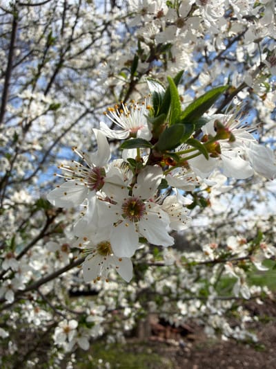 The image depicts a close-up view of a flowering tree, likely a plum or cherry, in full bloom. The white blossoms are clustered together, with some green leaves emerging amongst them. In the background, more blossoms are visible against a backdrop of blue sky and bare tree branches. The location, Kriva Bara, Bulgaria, is inferred from external knowledge.