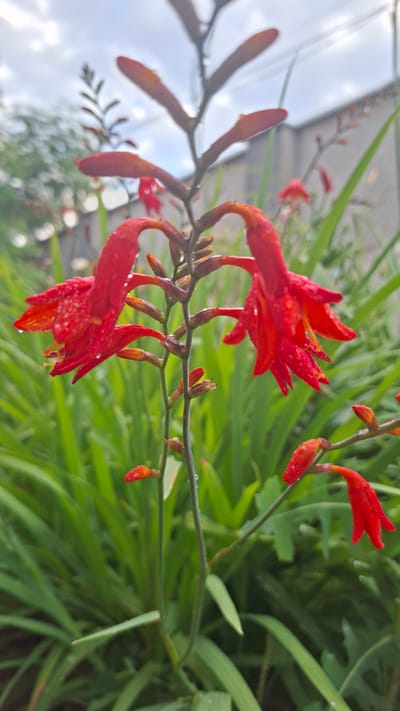 This is a close-up, vertical-oriented, outdoor photograph of a flowering plant with vibrant red blossoms. The flowers are small and trumpet-shaped, with delicate petals that appear to be glistening, suggesting recent rainfall or dew. They are clustered along a slender, dark stem that is partially obscured by lush green foliage in the background. Several buds, also red, are visible along the stem, indicating that the plant is in the process of blooming.
The background consists of the soft, out-of-focus green leaves of the plant and some hints of a cloudy sky with sunlight filtering through. The lighting suggests it might be a bright, overcast day or the early morning or late afternoon.
The overall mood of the image is serene and natural, highlighting the beauty of the flowers and the surrounding plant life. There is no visible text in the image. The context provided places the scene in Gazalkent, Uzbekistan.