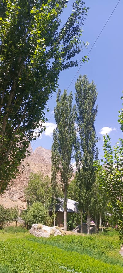 The image depicts a serene rural landscape, likely in the city of Sanobod, Tajikistan, bathed in bright daylight under a clear blue sky dotted with scattered white clouds. Dominating the foreground is a lush, vibrant green field of vegetation, suggesting an agricultural area or a well-maintained natural expanse.
In the mid-ground, several tall, slender trees with dense green foliage stand prominently. To the left of these trees, the rugged, textured surface of a mountain or large rock formation rises, its earthy tones contrasting with the surrounding greenery. Nestled among the trees and in front of the rocky backdrop is a small, rustic building with a metal roof, appearing to be a dwelling or a shed. A large, light-colored boulder sits in the field near the building.
The overall impression is one of tranquility and natural beauty, showcasing a harmonious blend of cultivated land, mountainous terrain, and architectural elements.