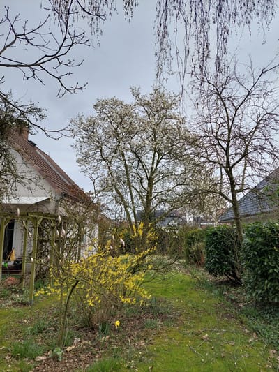 The image depicts a scene in Ganderkesee, Germany, likely within a residential area. The sky is overcast. In the foreground and middle ground, there are multiple trees. One is bare-branched, and another is blooming with small white flowers. A forsythia bush with bright yellow flowers is also visible. In the background, there is a house with a red-tiled roof and a pergola structure. The ground is covered with grass and fallen leaves. No people are visible.