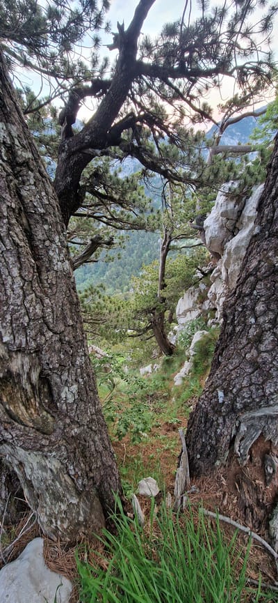The image depicts a view through a gap between two thick, ancient pine trees with rough, textured bark. The foreground is dominated by the massive trunks of these trees, one on the left and another on the right, with their gnarled roots visible at the base, interspersed with dry pine needles and some green grass.

Beyond the trees, a steep, rocky slope descends into a valley. The slope is sparsely covered with greenery, including smaller pine trees and low-lying bushes. Large white rocks are scattered across the terrain. In the distance, the valley is filled with a dense forest of green trees, receding into a hazy, mountainous landscape under a pale sky. The lighting suggests it is either early morning or late afternoon, with a soft, diffused light.

The scene is natural and untamed, suggesting a location in a mountainous, forested region. While the image itself does not contain any explicit indicators of the city of Gornje Polje, Montenegro, such a description aligns with the natural topography and vegetation typically found in that geographical area. There are no people, animals, or human-made objects visible in the image.