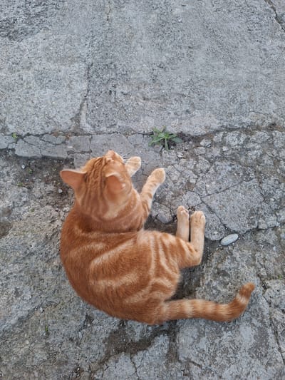 An orange tabby cat is lying on a cracked concrete surface. The cat is curled up on its side, with its tail curved upwards. Its fur is striped with darker orange markings. The concrete is rough and weathered, with visible cracks and small pebbles embedded in it. A few small green plants are growing in the cracks of the concrete. The lighting suggests it is daytime, possibly late afternoon, as there are shadows cast on the ground. The scene appears to be outdoors, perhaps in a courtyard or alleyway, given the rough concrete and the presence of small plants. There is no visible text in the image. The overall mood is peaceful and relaxed, as the cat appears comfortable and at ease.