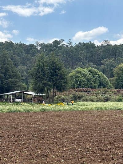 The image depicts a rural scene in Real de Arriba, Mexico. A plowed field of dark brown soil dominates the foreground. Adjacent to the field is a strip of green vegetation with interspersed yellow flowers. Further back, a rusty metal structure stands amidst trees. Behind this, a dense forest covers the hillside. In the middle ground, a wooden shelter is visible near the trees. A few indistinct figures appear to be working near the metal structure and yellow flowers. A white truck is visible under the wooden shelter. The sky is blue with scattered white clouds.