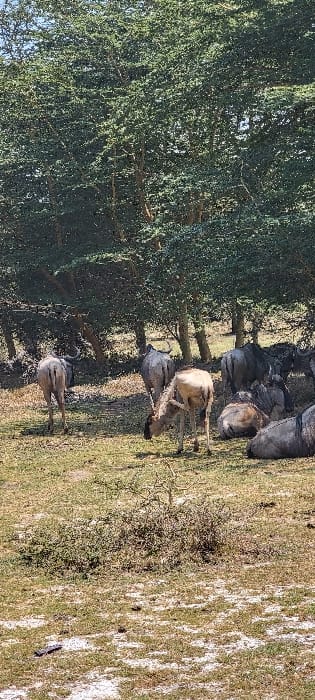 A group of approximately ten wildebeest (Connochaetes taurinus) is situated in a natural bushland environment near Mto wa Mbu, Tanzania. The foreground and mid-ground feature dry, sparse grassland with exposed patches of light-colored soil and scattered low-lying scrub vegetation. Numerous medium-sized trees with dense green foliage occupy the background and parts of the mid-ground, casting some shade. In the center-right foreground, a lighter-colored wildebeest stands with its head lowered, actively grazing. To its left, two darker-colored wildebeest are walking away from the viewer. On the right side of the frame, several dark-colored wildebeest are lying on the ground, in a state of rest. The scene is illuminated by bright, clear sunlight, indicating a daytime setting. No human subjects or man-made structures are present.