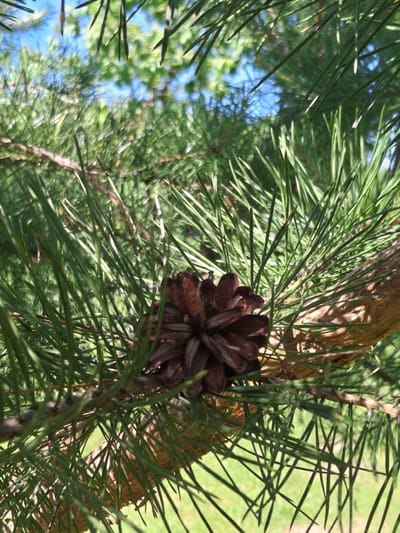 In the city of Dubrovenskі selskі Savet, Belarus, a close-up, eye-level, outdoor shot captures a pine cone amongst its needles against a backdrop of blurred green foliage and sky. The pine cone, a dark brown and textured specimen, is positioned in the lower center of the frame, its scales partially open. The needle-like leaves of the pine tree, rendered in varying shades of green, create a dense, textured foreground and midground, with some needles sharply in focus and others blurred. Sunlight filters through the branches, creating bright highlights and dappled shadows. The background is a soft blur of green leaves and patches of bright blue sky, indicating a clear day. No people are present in the image, and no specific actions or interactions are depicted. The scene is entirely focused on the natural detail of the pine tree and its cone.