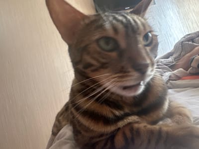 The image shows a close-up of a Bengal cat. The cat has striking tabby markings with dark brown and black stripes against a lighter brown background. Its eyes are a clear green. The cat is lying on a white surface, possibly a bed, with some crumpled fabric visible in the background to the right. The lighting suggests it could be daytime, though indoor lighting is also possible. The cat's mouth is slightly open, giving it an alert or perhaps vocal expression. There is no visible text in the image. The background wall to the left appears to be textured and light-colored, possibly wallpaper. The overall scene is intimate and focused on the animal.
