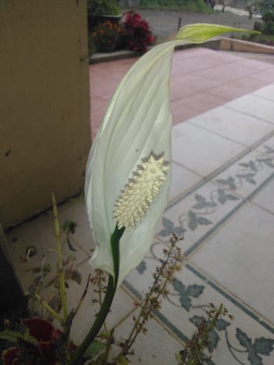 The scene, located in Kamnik, Slovenia, presents a close-up of a single white Spathiphyllum (peace lily) flower, positioned slightly left of center. The flower displays an elongated, ovate white spathe with visible veins, partially unfurled to expose a cream-colored, textured spadix composed of numerous small, nodular structures. The flower's stem is dark green. At the base of the plant, several other plant stems are visible, including some with dark red foliage and other bare, dried stems with small clusters of former blossoms.
These plants rest on a light-colored tiled floor featuring a repeating dark green vine and leaf pattern, oriented diagonally. To the immediate left, a vertical light brown column or wall section is present. The background reveals an out-of-focus outdoor area, including a reddish-brown tiled patio surface, and blurred green and red foliage from garden plants, suggesting a daylight outdoor setting. No individuals or active interactions are visible.