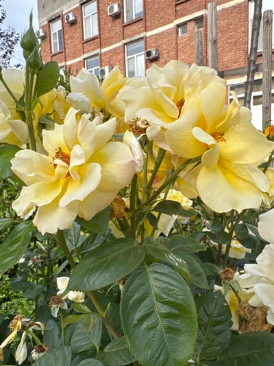 The image shows a cluster of yellow roses in bloom, with a brick building in the background. The building has a regular pattern of windows and air conditioning units. The roses are of varying sizes and stages of bloom, with some petals starting to fade. The leaves are green and glossy. The image was likely taken outdoors, in an urban setting. The location is Glojene, Bulgaria.