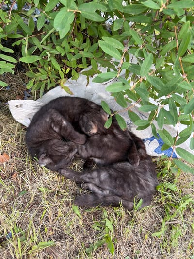 In Skovorodino, Russia, two black kittens are curled up asleep on a white tarp at the base of a dense green shrubbery. The ground around them is covered in dry grass and fallen leaves. The kittens are nestled together, with their bodies intertwined for warmth and comfort. One kitten's face is partially obscured as it sleeps soundly. The other kitten is visible from the back, also in a deep sleep. The scene appears to be outdoors, possibly in a backyard or a secluded natural area. The overall impression is one of peace and tranquility, with the young animals finding a safe and sheltered spot to rest.