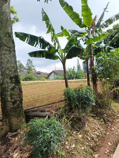 The scene captures a rural landscape. A large, mossy tree trunk stands on the left, adjacent to a cluster of plants and wooden logs. Banana trees with broad, green leaves dominate the center. Beyond, a plowed field stretches towards a few houses with tiled roofs under a partly cloudy sky. Additional greenery surrounds the buildings. The foreground shows a dirt path.