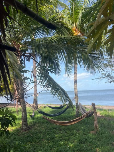 The image depicts a tropical scene with lush green palm trees framing a view of a calm body of water, likely the sea or a large lake, under a bright blue sky with scattered clouds. The orientation of the photo is vertical, with the landscape appearing sideways.
In the foreground and mid-ground, several coconut palm trees are prominent, their fronds creating a canopy and casting shadows. One palm tree on the left bears a cluster of green coconuts. In the mid-ground, between two palm trees, a hammock is visible, suspended between them and supported by a wooden post on the right. Another hammock, darker in color, is positioned slightly behind and to the left of the first one. The ground is covered in green grass, with a dirt path or shoreline visible between the grass and the water.
The water appears still and reflects the blue sky. The overall impression is one of a serene and relaxing tropical setting. The lighting suggests it is daytime, likely morning or afternoon, with clear weather. The presence of coconuts and hammocks strongly hints at a tropical beach or resort location. No people are visible in the image, nor is any text present. The location context provided, Altagracia, Nicaragua, further supports the interpretation of a tropical environment, likely near Lake Nicaragua given the calmer appearance of the water.