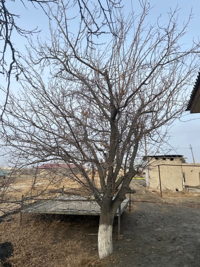 A barren tree dominates the scene, its branches reaching into a gray sky. The lower trunk is painted white. Behind the tree, an aged, dilapidated building stands adjacent to a dirt path. A fence peeks through the branches. The ground is covered in dry grass and fallen leaves, suggesting a dormant or winter season. The image conveys a sense of decay and desolation.