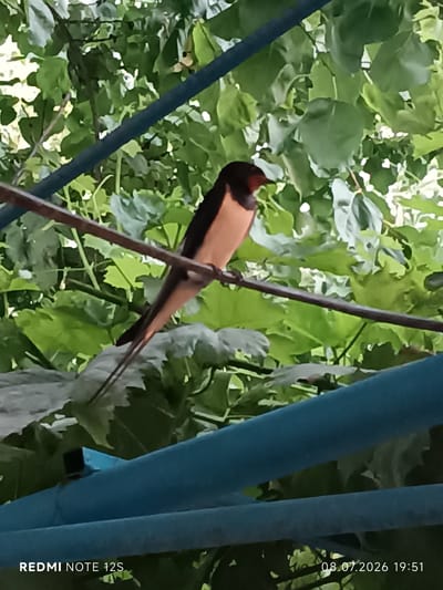 A barn swallow is perched on a thin, brown wire, its body angled to the right. The bird has dark blue-black plumage on its head and back, with a reddish-brown throat and chest, and a pale underside. Its tail is forked and extends downwards. Behind the bird, lush green foliage forms a dense background. In the foreground, a bright blue pipe runs horizontally across the lower part of the image. The scene appears to be outdoors, possibly in a garden or courtyard. The timestamp in the bottom right corner indicates the image was taken on July 8, 2026, at 19:51, and the text in the bottom left corner reads "REDMI NOTE 12S". Based on this information and external knowledge, the location is identified as Dangir, Uzbekistan.
