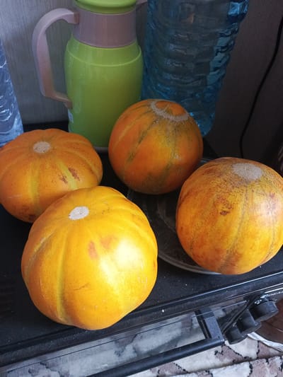 Four small, orange melons are arranged on a black surface, likely a stovetop, in an indoor setting. The melons are round with slight indentations, and some have lighter colored spots where they likely attached to the vine. Behind the melons, a bright green thermos with a pink handle stands next to a translucent blue plastic water bottle. The background appears to be a wall with a textured surface. The overall lighting suggests an indoor environment, possibly a kitchen. The scene is devoid of people. The location in the city of Hakkulabad, Uzbekistan, is not visually indicated by any elements within the image itself.