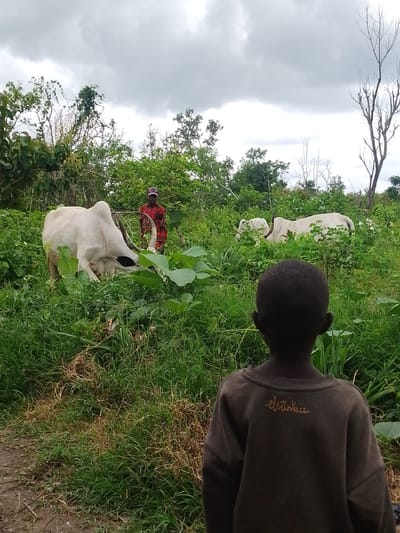In Kajola, Nigeria, a young boy stands with his back to the camera, facing a herd of white cattle grazing in a field of dense green vegetation under a cloudy sky. The boy is wearing a dark brown long-sleeved shirt with an embroidered design on the back. In the middle ground, a person in a red and orange patterned garment stands near the cattle. One large white bull with prominent horns is visible in the foreground, while other cattle are partially obscured by the foliage. The environment appears rural, with trees and bushes surrounding the open field.