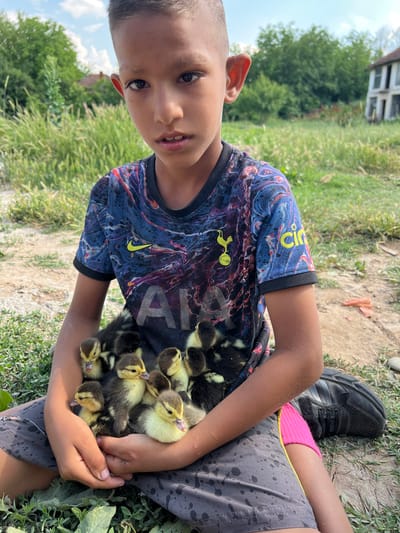The image shows a young boy holding a clutch of ducklings in Kriva Bara, Bulgaria. The boy is wearing a dark blue t-shirt with a swirling pattern of red, white, and black, and a yellow Nike logo on the sleeve. He also has on grey shorts with a splattered pattern and pink undershorts visible at the waist. The ducklings are small and fluffy, with yellow and brown down. Some have their eyes closed, while others are looking around. They are nestled in the boy's arms, appearing calm and content.
The setting is outdoors, with dry, cracked earth and sparse green grass visible in the foreground. In the background, there is more lush green vegetation, including trees and bushes. A portion of a white building with multiple windows can be seen in the upper left corner, and the sky is a pale blue with some white clouds, suggesting it is daytime and the weather is fair. The boy's face is partially visible, and he has dark eyes and lips. His expression is neutral, but the gentle way he holds the ducklings suggests a caring demeanor. The overall mood of the image is one of innocence and connection with nature.