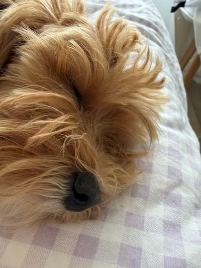 The image is a close-up, overhead shot of a dog's face, partially obscured by its own fluffy, light brown fur. The dog's black nose is visible on the right side of its face, and it appears to be sleeping or resting. The dog is lying on a bed with a light purple and white checkered blanket. The background is blurred, but suggests an indoor setting, possibly a bedroom, with hints of furniture like a wooden bed frame. The lighting is soft, suggesting it might be daytime, but it is difficult to determine the exact time or weather conditions. The overall mood conveyed is one of peace and comfort, as the dog seems to be in a relaxed state. There is no visible text in the image. The location context is Hof, Germany.