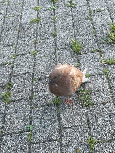 A single, light brown and white pigeon stands on a grey, textured stone pathway in Захарьино, Russia. The pathway is made of rectangular pavers with visible cracks and gaps where small green weeds are growing. The pigeon is facing left with its head slightly turned towards the viewer, revealing its eye and beak. Its body is rounded, and its orange-red feet are visible on the stone. The background is a continuation of the paved surface with scattered green vegetation. The lighting suggests it is daytime, with soft shadows present.