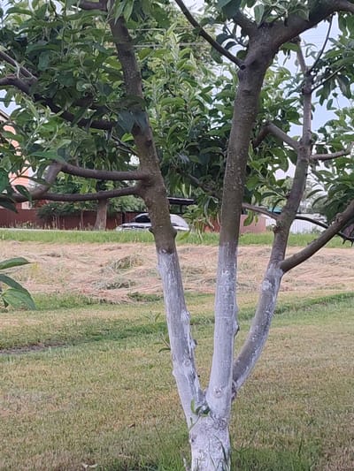 The image depicts a close-up view of a young fruit tree, likely an apple tree, with its lower trunk painted white, a common practice to protect it from pests and sunscald. The tree has several branches that spread outward, covered with lush green leaves. In the background, a mown field of dry grass can be seen, suggesting it might be hay or recently cut lawn. Beyond the field, a brown wooden fence encloses a residential area. A dark-colored car is partially visible behind the fence, parked on what appears to be a gravel or dirt driveway. A brick house with an orange roof is also visible behind the fence and trees. The overall setting suggests a rural or suburban environment. The specific location is identified as Voskobiinyky, Ukraine. The scene is static, with no discernible human activity or interaction. The lighting suggests it is daytime, with diffused light, possibly indicating an overcast sky or early morning/late afternoon.