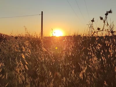 This photograph captures a sunset scene in Valverde de Leganés, Spain. The sun, a bright orange orb, is low on the horizon, casting a warm glow across the sky, which transitions from a pale blue at the top to a golden yellow near the horizon. In the foreground, tall, dry grasses and reeds are silhouetted against the sunset, with some blades catching the light and appearing golden. Scattered throughout the grasses are dried seed heads and thin branches. A power pole with two wires extending from it stands prominently to the left of the frame, and another, more distant transmission tower can be seen on the right, also against the sunset. The overall impression is one of a rural landscape at dusk, characterized by natural elements and signs of human infrastructure.