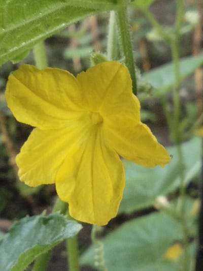 A close-up, eye-level shot features a vibrant yellow cucumber flower with five petals. The flower is the primary subject, positioned in the center-left of the frame. Its petals are broad and slightly crinkled, with visible veins. The center of the flower is a lighter yellow.

To the left and top of the flower, a portion of a green cucumber leaf is visible, with a fuzzy texture and prominent veins. The stem of the cucumber plant, covered in fine hairs, extends vertically behind the flower.

The background is softly blurred, with muted greens and browns indicating other foliage and possibly soil. The overall lighting is natural, suggesting an outdoor setting. The image appears to be taken in Kruenglingka Barat, Indonesia, likely in a garden or agricultural setting. No people or animals are present in the image.