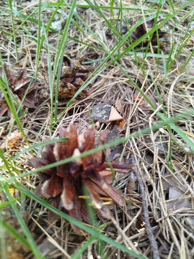 This image shows a close-up view of forest floor detritus in Заречье, Russia, consisting of pine needles, blades of grass, pine cones, small sticks, and bits of bark. The primary focus is a partially obscured pine cone in the lower foreground. Another pine cone is present in the upper left, further away. The scene is lit by natural light, but the lighting is somewhat uneven.