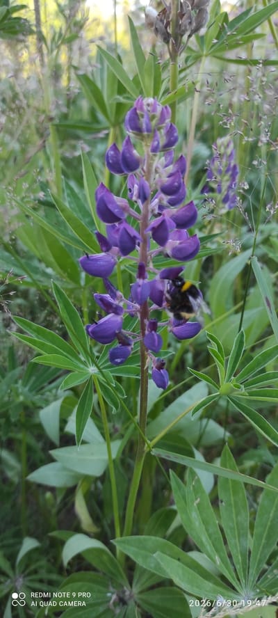 This is a close-up, vertically oriented photograph of a bumblebee on a purple lupine flower. The bumblebee, with its characteristic black and yellow stripes, is actively engaged with the flower, its fuzzy body partially obscured by the vibrant purple petals. The lupine stalk is slender and green, adorned with numerous small, densely packed flowers. Lush green lupine leaves with their distinctive palmate shape surround the flowering stalk, creating a backdrop of natural foliage. In the upper left of the image, some dried grass stalks with seed heads are visible, adding a touch of texture and indicating a summer setting. The overall scene suggests a natural outdoor environment, likely a meadow or garden, bathed in daylight. The lighting appears natural and soft, hinting at a pleasant daytime.
The image contains visible text in the upper right corner: "2026/6/30 19:47". This indicates the date and time the photo was taken. Additionally, in the bottom right corner, there is a watermark from a smartphone camera: "REDMI NOTE 9 PRO AI QUAD CAMERA".
The location context provided is Joutsa, Finland. This information, combined with the presence of lupine flowers, suggests a summer scene in the Finnish landscape, likely during the long daylight hours typical of the region in June. The activity depicted is a bumblebee pollinating a flower, a common and essential natural process.