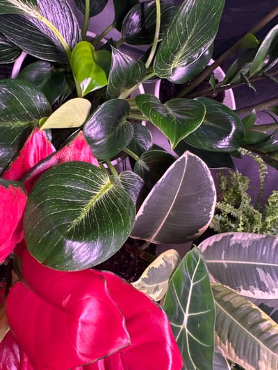 A close-up, top-down shot captures an assortment of vibrant, glossy houseplants, predominantly in shades of deep green and bright pink, bathed in an artificial purple light. The leaves exhibit varied shapes and textures, from the broad, ovate leaves of what appears to be a Philodendron Birkin with its characteristic white pinstripes, to the striking, almost neon pink foliage of a young Anthurium or similar plant. Other plants present include a Fiddle Leaf Fig with variegated cream and green leaves, and possibly a Rubber Plant with dark green leaves edged in cream. The plants are densely packed in white pots, with dark soil visible in places. The lighting casts reflections on the waxy leaves, highlighting their intricate veining and smooth surfaces. The overall impression is one of lush indoor greenery, possibly arranged for display or as part of a home or commercial collection. The specific location of Чернышевка, Russia is not discernible from the visual information provided in the image.