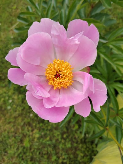 This is a close-up, overhead shot of a single, large pink peony flower in bloom, set against a backdrop of green foliage and blurred grass. The peony's petals are a delicate shade of pink, with a ruffled texture and subtle veins visible. At the center of the flower is a vibrant, golden-yellow stamen cluster, punctuated by tiny red stigmas. The background consists of out-of-focus green leaves and blades of grass, suggesting an outdoor garden setting. The lighting appears to be natural daylight, casting soft shadows. There are no people or man-made objects in the frame. The image was likely taken in Soivolovskaya, Russia, given the information provided.