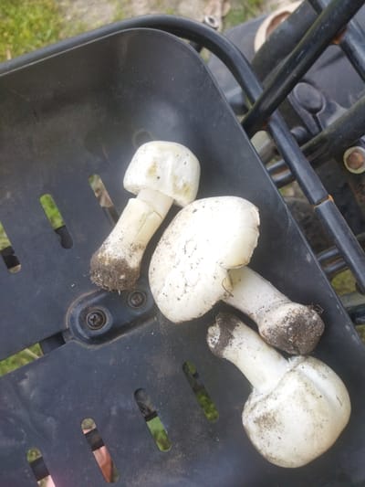 Four white mushrooms with dirt clinging to their stems are arranged on a black plastic surface. The mushrooms have round caps and thick stems. The black plastic surface appears to be part of a basket or carrier, with elongated slots revealing a blurry green background, suggesting an outdoor setting. In the background, there are dark metal bars and some dry vegetation. The lighting suggests it is daytime, and the overall impression is of freshly picked mushrooms in a natural environment. No people are clearly visible, though a hand holding a mushroom is partially visible in the bottom left of the original image. There is no visible text.