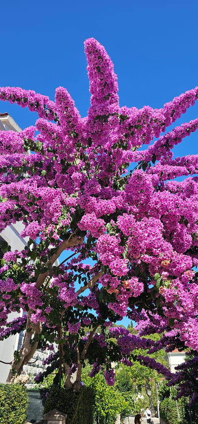 The image depicts a vibrant bougainvillea tree with abundant pinkish-purple flowers in full bloom, set against a clear blue sky. The tree's branches arch and spread outwards, creating a canopy of flowers. A white building with a tiled roof is partially visible on the left side of the frame. Green foliage and hedges surround the base of the tree, and a stone wall or pillar is also present. In the background, more greenery and hints of other buildings suggest a residential or urban setting. The overall impression is one of a sunny, Mediterranean environment. Based on the visual cues and typical vegetation in this region, the location is likely in a coastal town in Croatia, possibly Općina Sutivan, which is known for its lush flora. In the lower right corner, a person is walking away from the camera, carrying a bag or backpack, and a brown dog is walking alongside them. The scene appears to be a street or pathway in a charming, floral-embellished town.